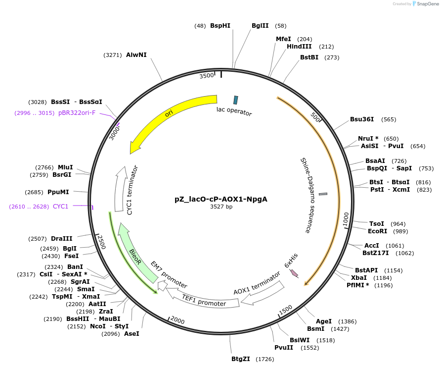 126731-plasmid-map-sequence-id-248145
