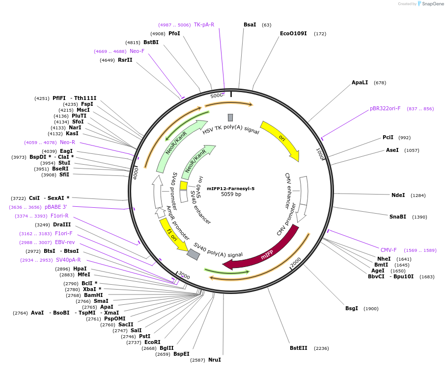 56251-plasmid-map-sequence-id-248146
