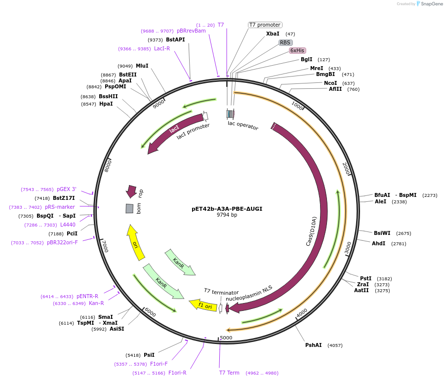 119771-plasmid-map-sequence-id-248147