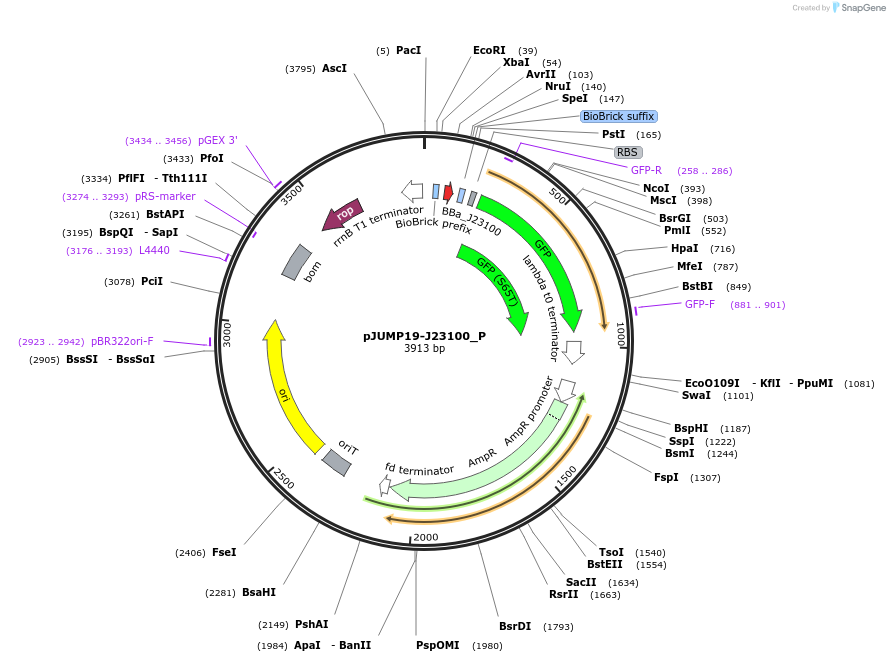 126996-plasmid-map-sequence-id-248148