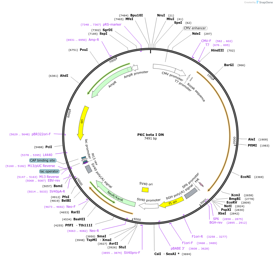 16381-plasmid-map-sequence-id-248149