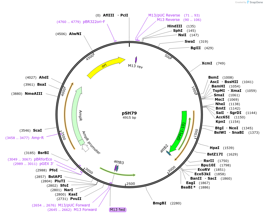 127704-plasmid-map-sequence-id-248150