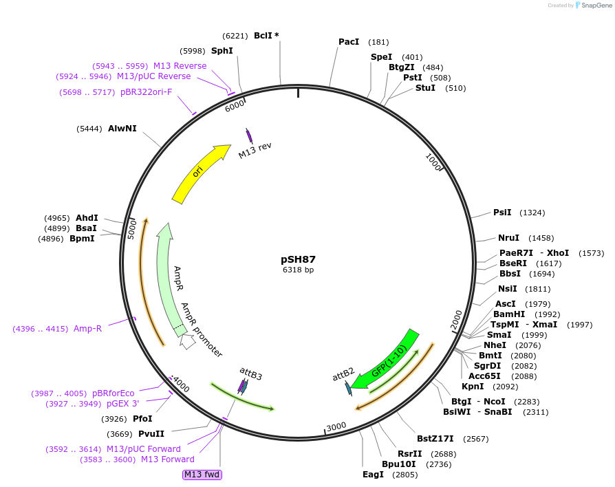 127705-plasmid-map-sequence-id-248151
