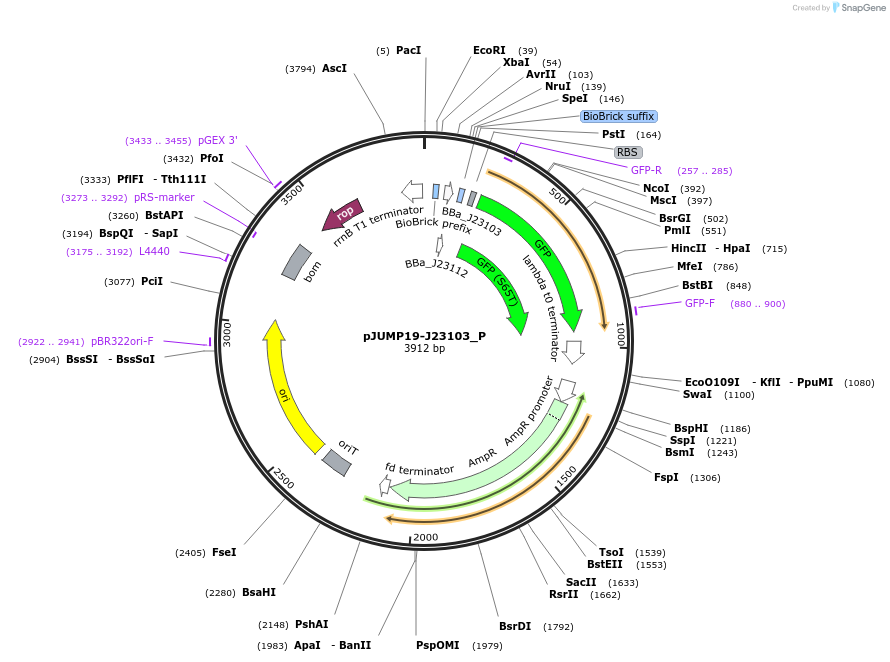 126998-plasmid-map-sequence-id-248152
