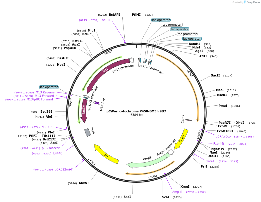 61308-plasmid-map-sequence-id-248153