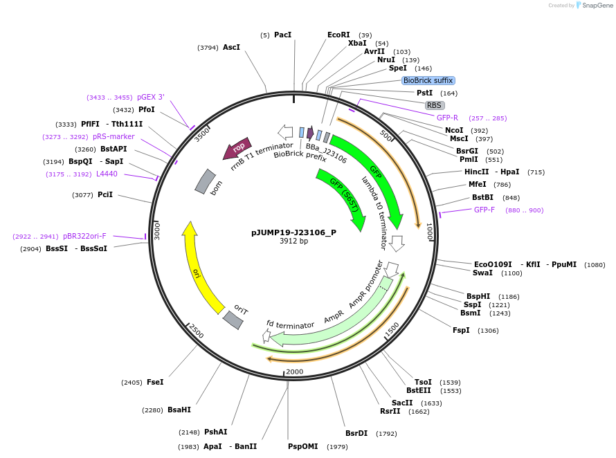 126999-plasmid-map-sequence-id-248154