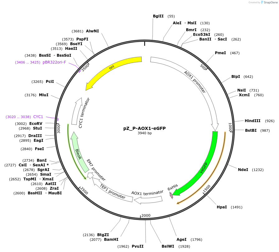 126718-plasmid-map-sequence-id-248159