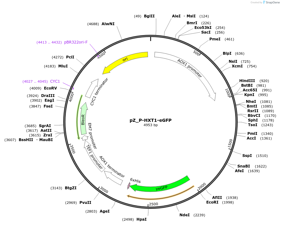 126719-plasmid-map-sequence-id-248169