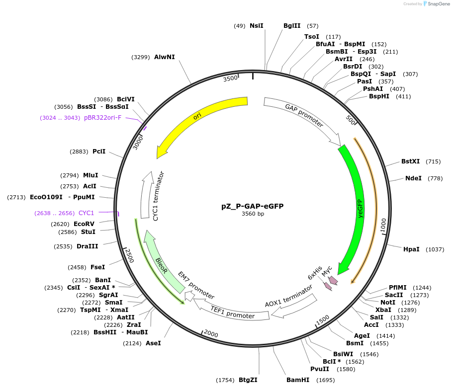 126717-plasmid-map-sequence-id-248171