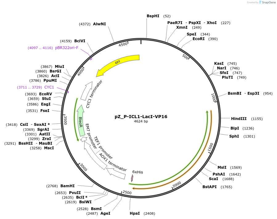 126723-plasmid-map-sequence-id-248174