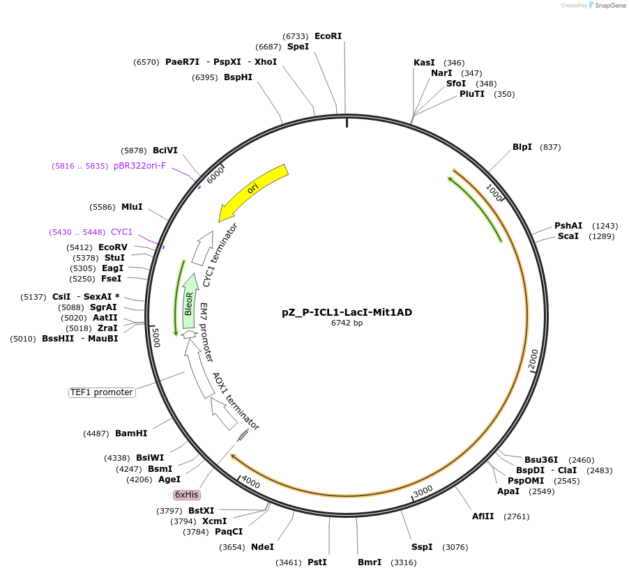 126721-plasmid-map-sequence-id-248175