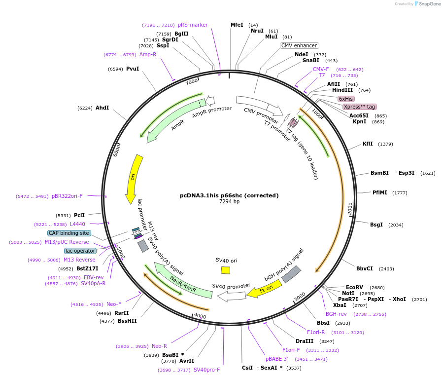 32574-plasmid-map-sequence-id-248176