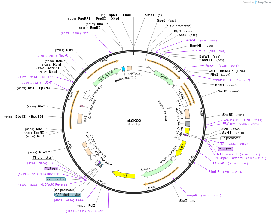 125518-plasmid-map-sequence-id-248252