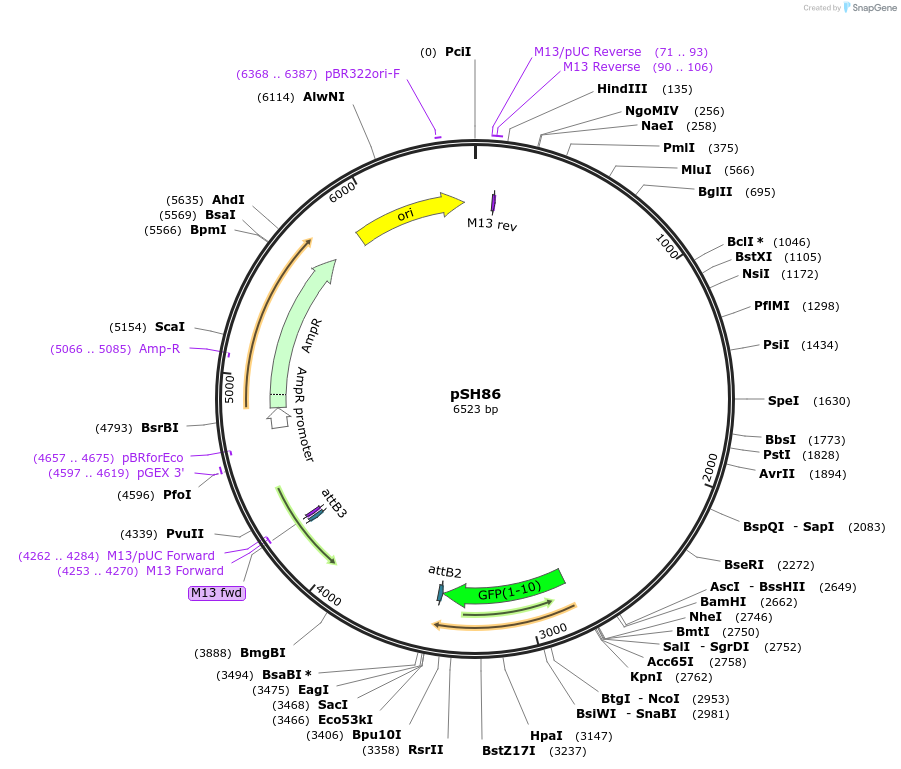 127706-plasmid-map-sequence-id-248253