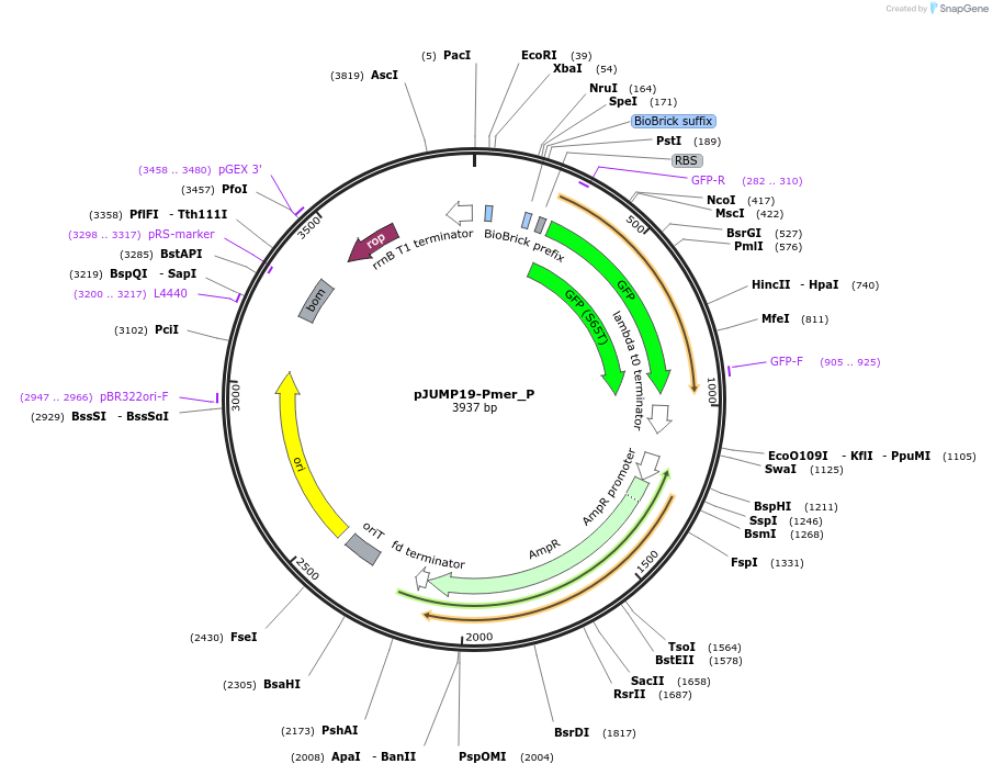 127008-plasmid-map-sequence-id-248257