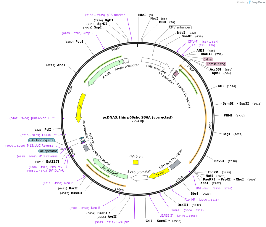 32575-plasmid-map-sequence-id-248258