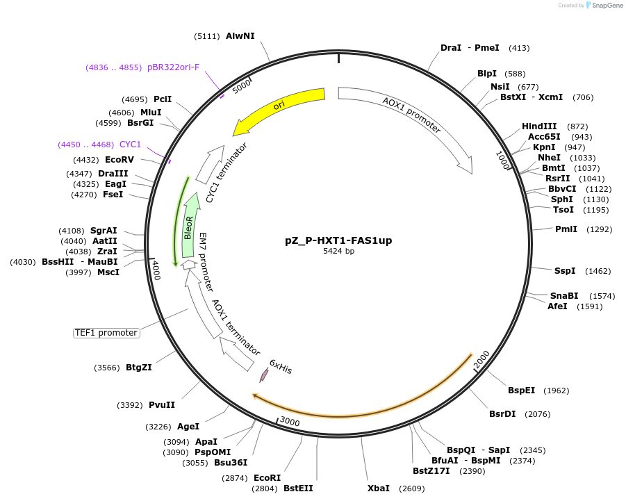 126746-plasmid-map-sequence-id-248261