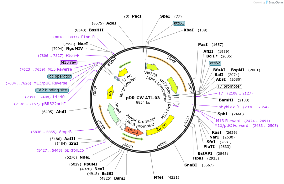 28003-plasmid-map-sequence-id-248265