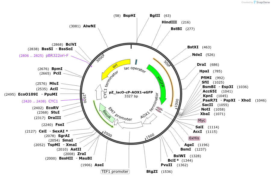 126720-plasmid-map-sequence-id-248266