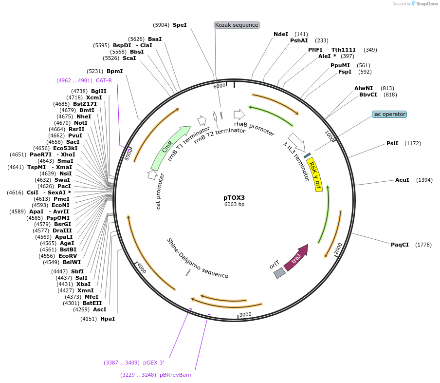127448-plasmid-map-sequence-id-248278