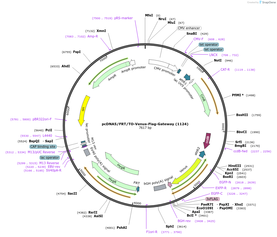 40999-plasmid-map-sequence-id-248279