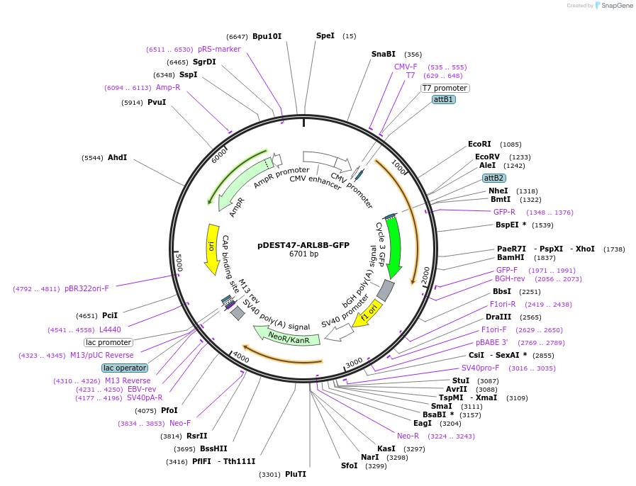 67404-plasmid-map-sequence-id-248281