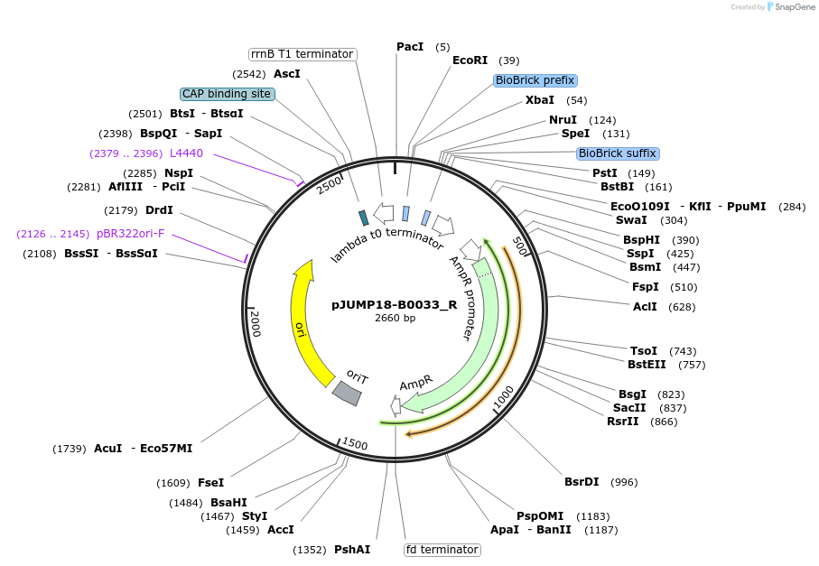 127011-plasmid-map-sequence-id-248360
