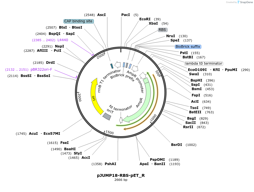 127013-plasmid-map-sequence-id-248362