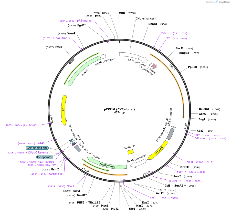 27087-plasmid-map-sequence-id-248363