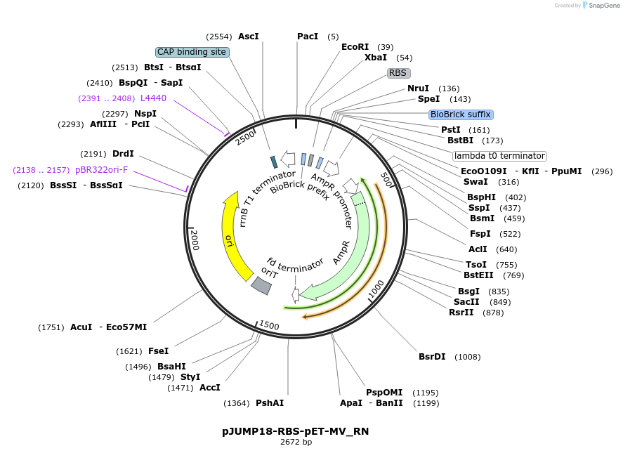 127014-plasmid-map-sequence-id-248364
