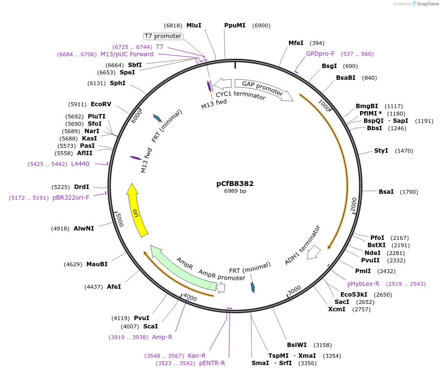 126916-plasmid-map-sequence-id-248365