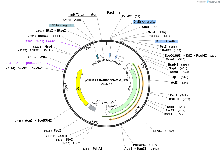 127016-plasmid-map-sequence-id-248367