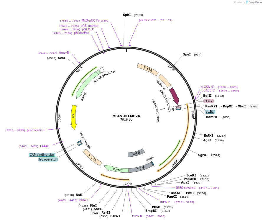 37963-plasmid-map-sequence-id-248369