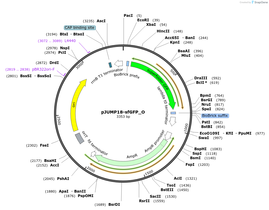 127018-plasmid-map-sequence-id-248371
