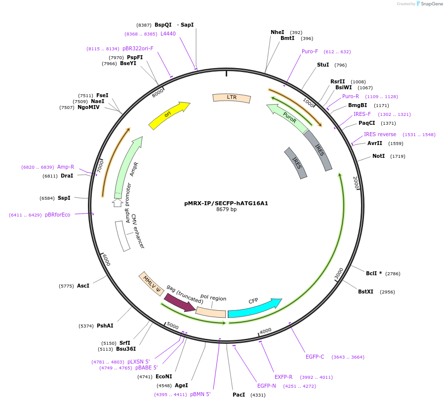 58994-plasmid-map-sequence-id-248374