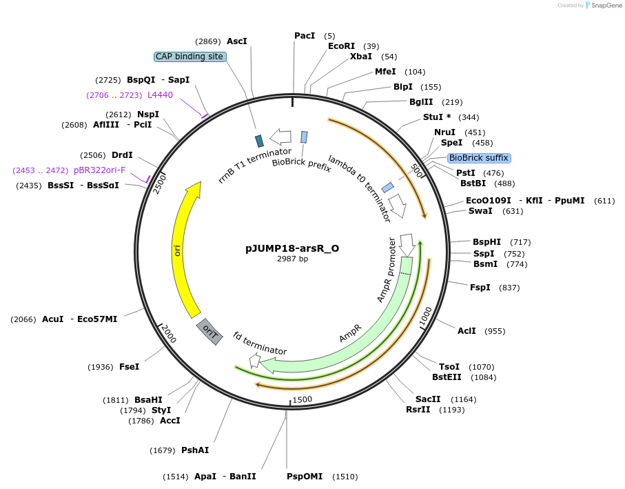 127022-plasmid-map-sequence-id-248395