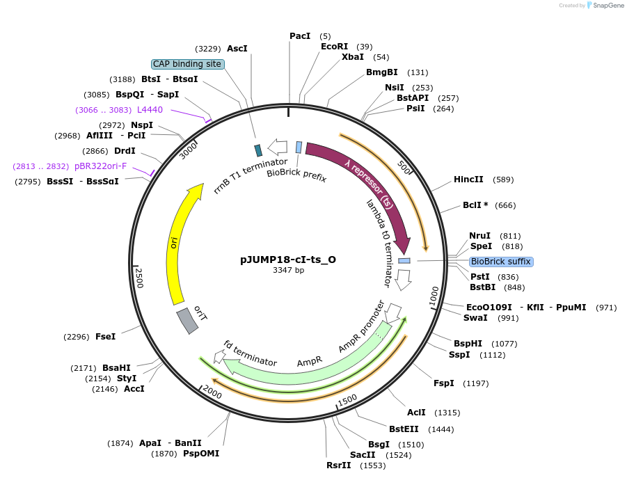 127030-plasmid-map-sequence-id-248403