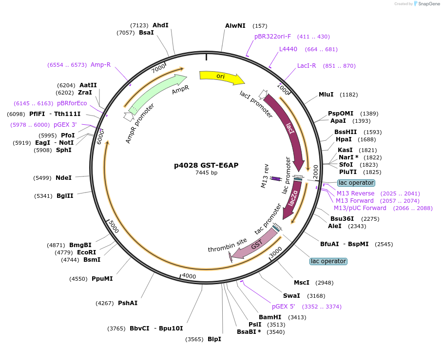 8655-plasmid-map-sequence-id-248404