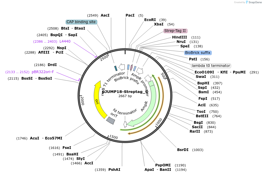 127036-plasmid-map-sequence-id-248420