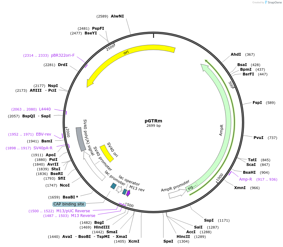 127197-plasmid-map-sequence-id-248423