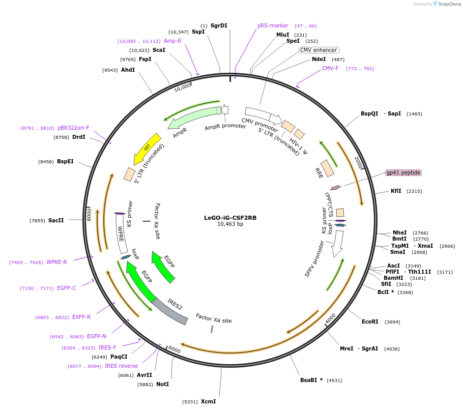 125750-plasmid-map-sequence-id-248424