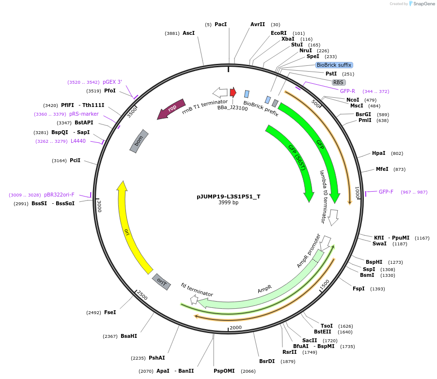 127037-plasmid-map-sequence-id-248425