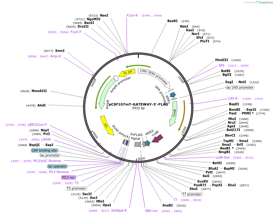 67619-plasmid-map-sequence-id-248426