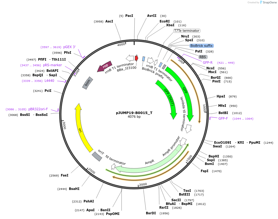 127038-plasmid-map-sequence-id-248428