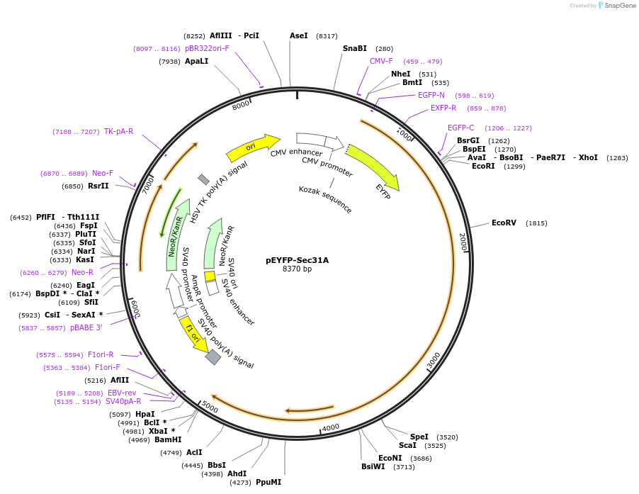 66613-plasmid-map-sequence-id-248431