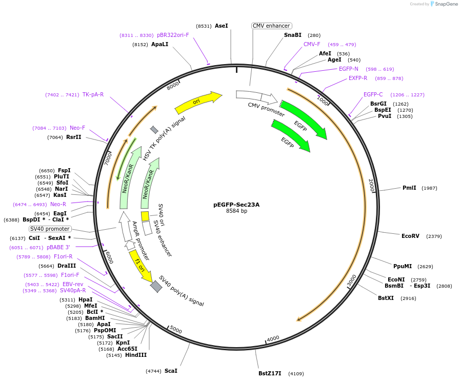 66609-plasmid-map-sequence-id-248448