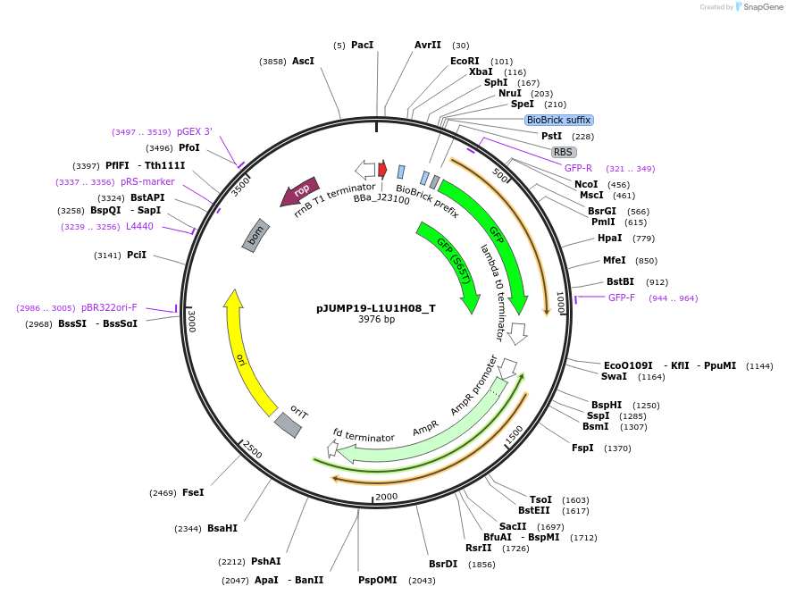 127044-plasmid-map-sequence-id-248460