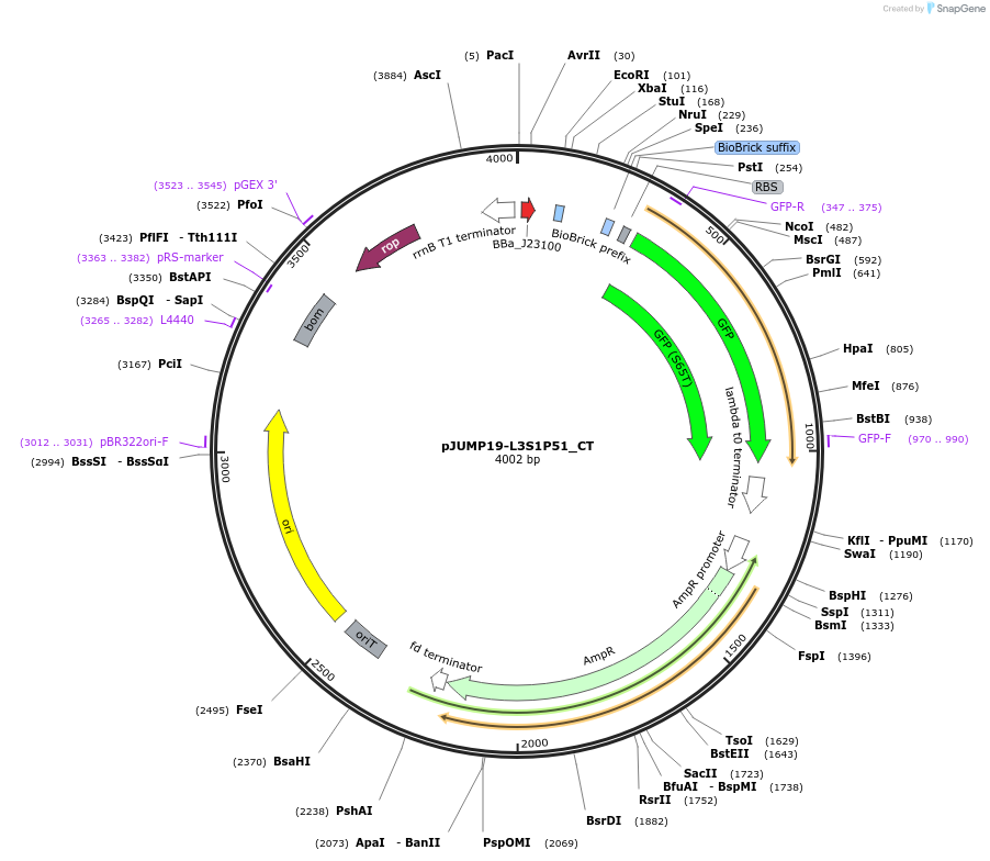 127047-plasmid-map-sequence-id-248463