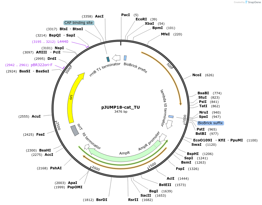 127051-plasmid-map-sequence-id-248468