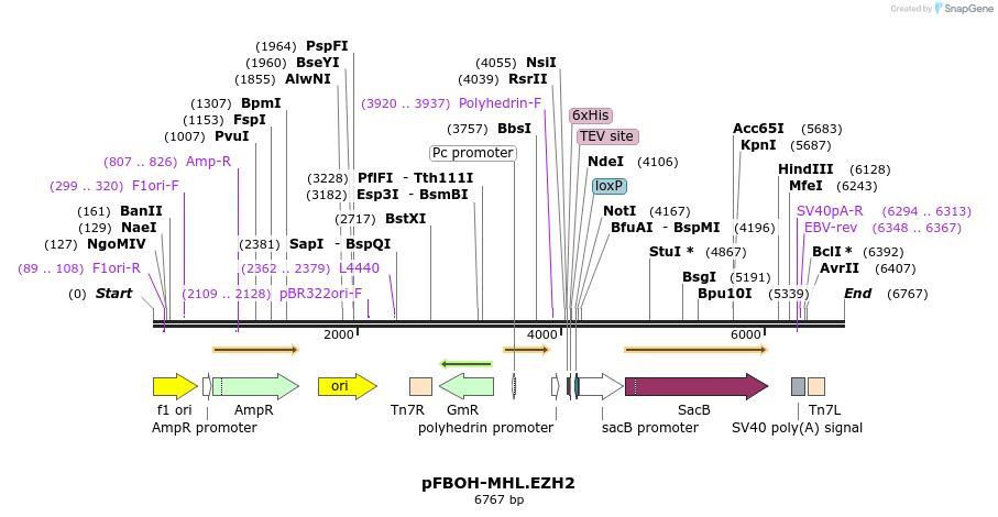 248506_map